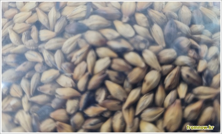 보리차 효능 부작용과 끓이는법 완벽 가이드