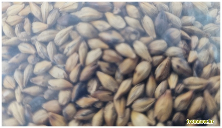 보리차 효능 부작용과 끓이는법 완벽 가이드