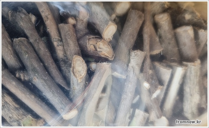 오가피 효능 부작용 및 먹는법 종합 안내