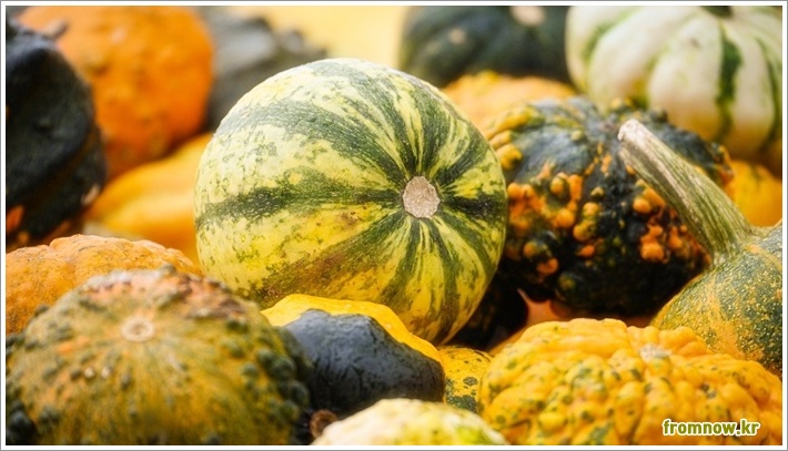 늙은호박 효능과 부작용 및 올바른 보관방법 완벽 가이드 늙은호박 효능과 부작용 및 올바른 보관방법 완벽 가이드
